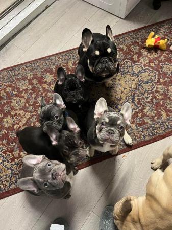 Image 2 of 14 Week Old French Bulldog puppies