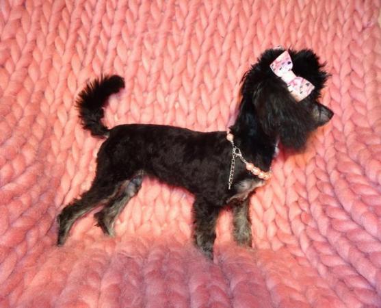 Image 9 of XXXXXXXS Micro Tiny Toy Poodle Girl Puppy 9 months old