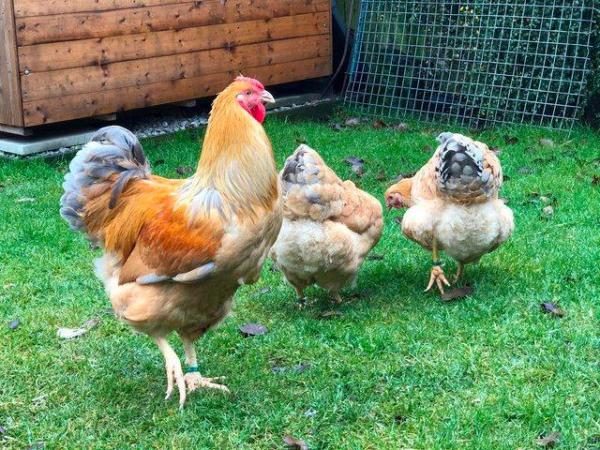 Image 35 of *POULTRY FOR SALE,EGGS,CHICKS,GROWERS,POL PULLETS*