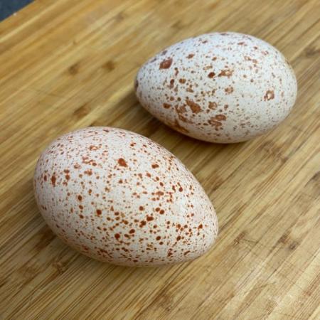 Image 3 of Slate Turkey Eggs - pure bred