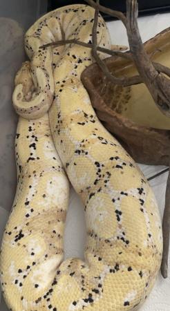 Image 7 of Adult male banana ball python