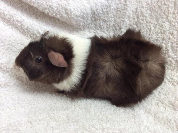 Image 9 of 4 female guineas available