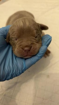 Image 10 of Olde English pups for sale