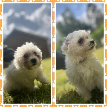 Image 1 of 2 boy Maltese pups for sale