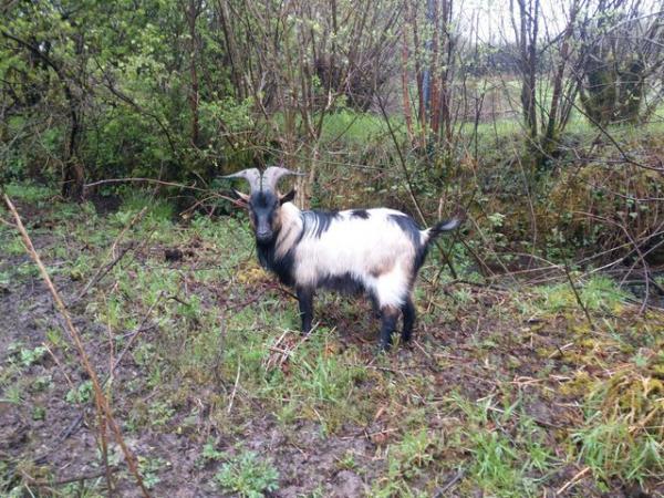 Image 1 of Dwarf dairy goat buck proven,registered, over 1 years old