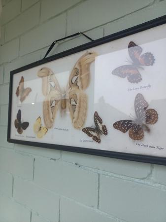 Image 1 of Moths and butterfly's framed