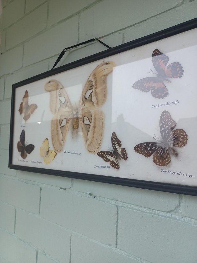 Preview of the first image of Moths and butterfly's framed.