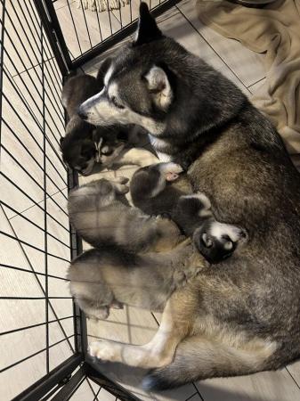 Image 9 of K.c reg Siberian husky puppies