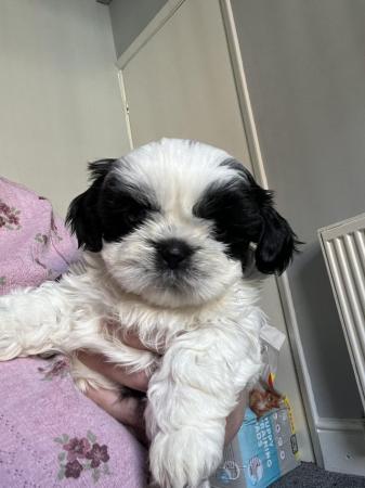Image 2 of 1 shihtzu girl left looking for her forever home