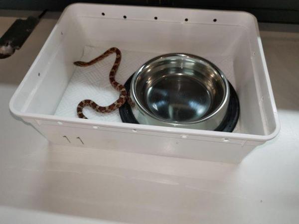 Image 7 of Lovley young corn snake available
