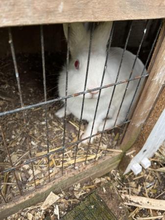 Image 1 of 1 year old Rabbits free to good home