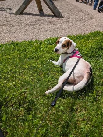 Image 1 of 9 month old female beagle