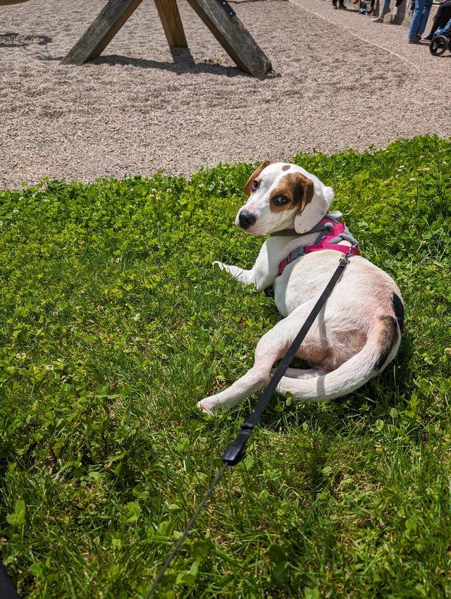 Preview of the first image of 9 month old female beagle.