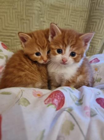 Image 3 of 5-week old beautiful tabby kittens.