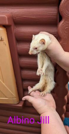 Image 10 of 1-2 year old hobs and Jill’s ferret available