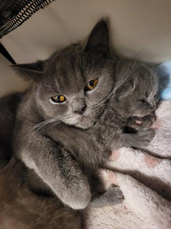 Image 7 of 4th generation pedigree BSH Kittens.