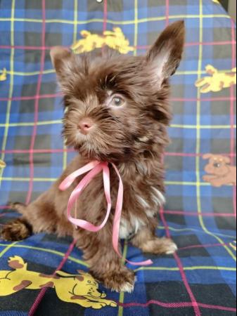 Image 4 of Colourful Yorkshire Terrier puppies for sale