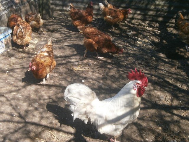 Preview of the first image of 10 WARREN HENS AND COCKEREL FOR SALE.