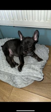 Image 5 of 3 month old female frenchie