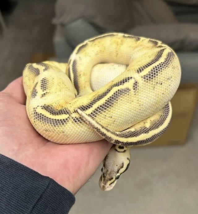 Pastel freeway female Ball Python 