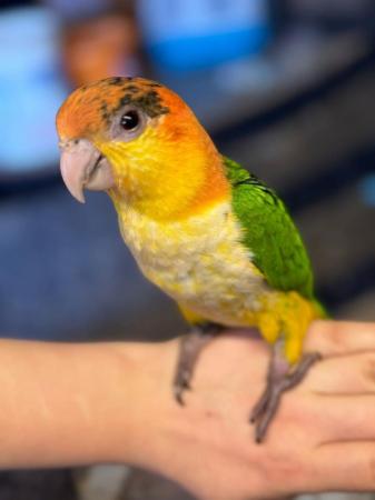 Image 2 of Hand Reared Baby Caique Parrot At Urnan Exotics
