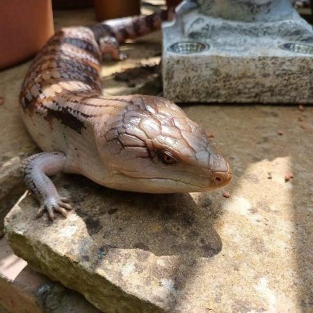 Image 2 of 0.1 Northern blue tongue skink