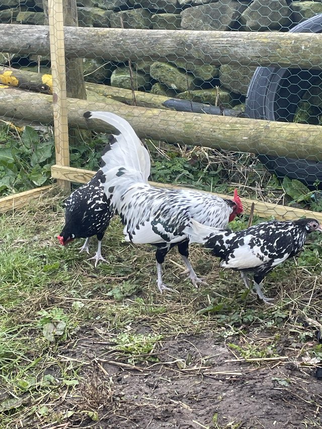 Preview of the first image of Ancona bantams wanted breeding.