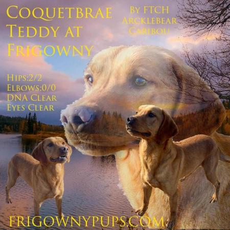 Image 9 of **PRICE REDUCED** KC Reg Yellow Labrador Boy Puppies