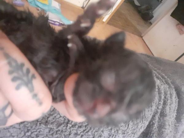 Image 7 of 1 fluffy black Kitten left needing forever home