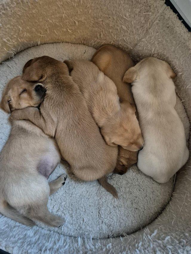 Preview of the first image of Labrador puppies looking for their forever homes.