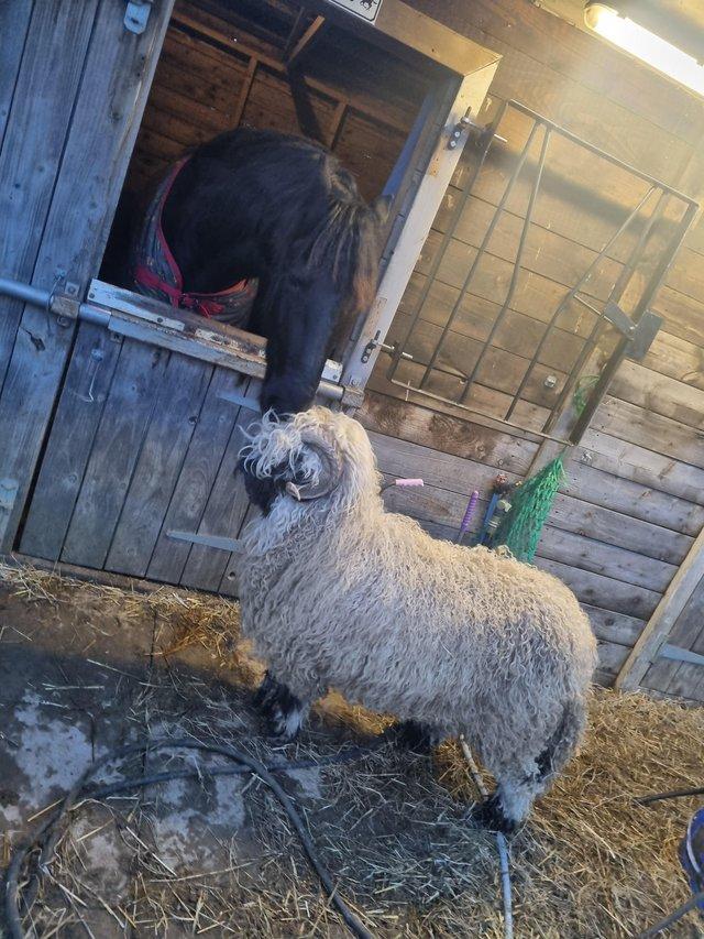 Preview of the first image of Valais blacknose sheep for sale.