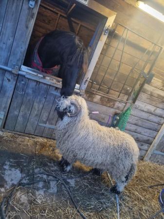 Image 1 of Valais blacknose sheep for sale