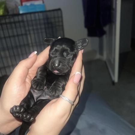 Image 6 of Sprocker puppies mixed litter ** Just 1 female left **