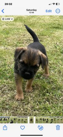 Image 8 of KC registered Border Terrier puppies