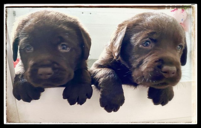 Image 6 of Fantastic Litter Show Breed Chocolate Labrador Puppies