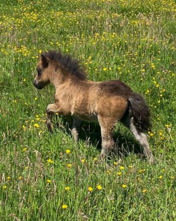 Image 3 of Shetland pony mini filly available