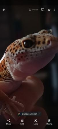 Image 3 of Beautiful. Leopard gecko