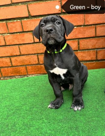 Image 11 of Cane Corso pups from multi champ bloodline