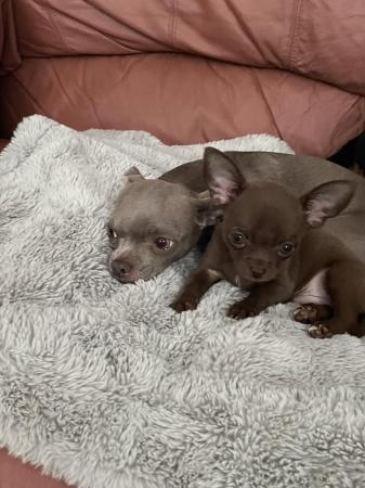 Image 15 of short coat purebred Chihuahua puppies