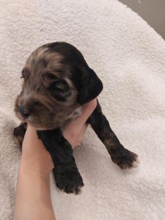 Image 5 of 3 week old rare silver merle sproodle