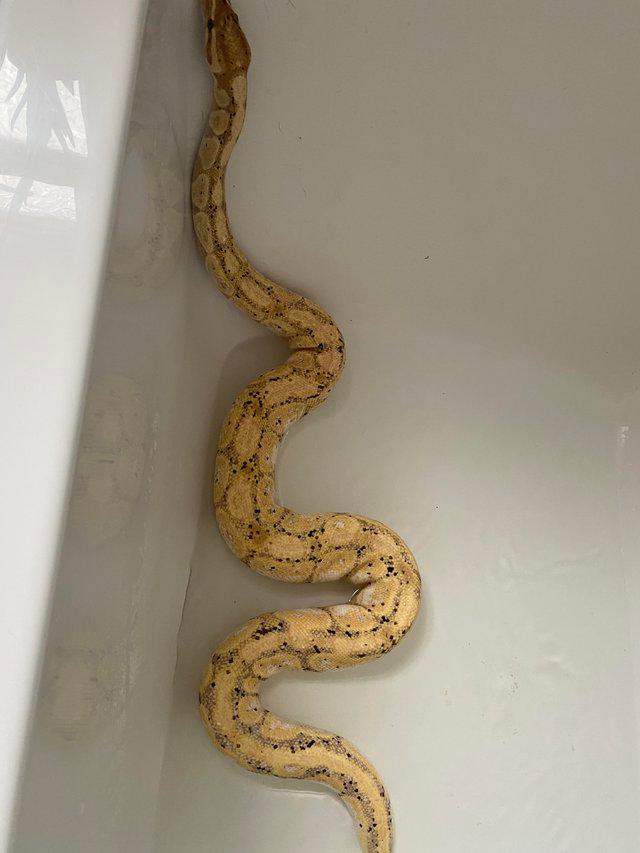 Preview of the first image of Adult Male banana pastel royal python.