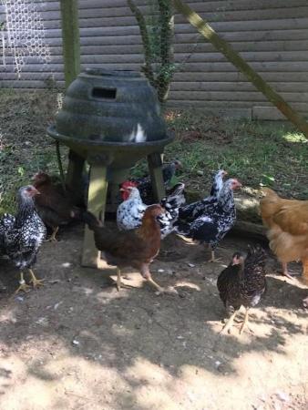 Image 3 of Pure Breed - Large Fowl Chickens - Female Pullets & POL