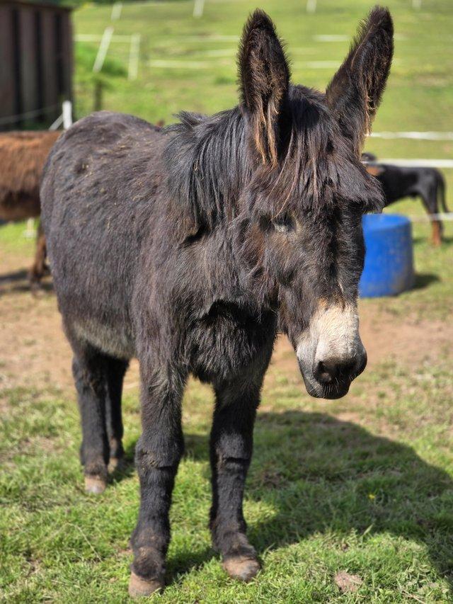 Preview of the first image of DONKEYS Jennys and gelded Jack's wonderful bunch family pets.