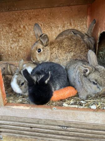 Image 5 of Mini lop rabbits for sale ready in 3 weeks