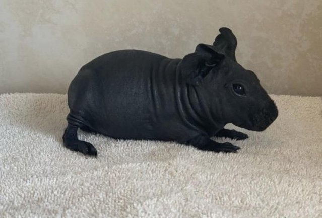 Image 5 of Baby skinny pigs for sale