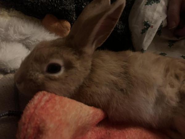 Image 2 of 5 month old female rabbit