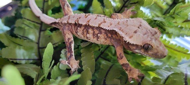 Image 8 of Gorgeous Tri Colour Crested Gecko ready for forever home