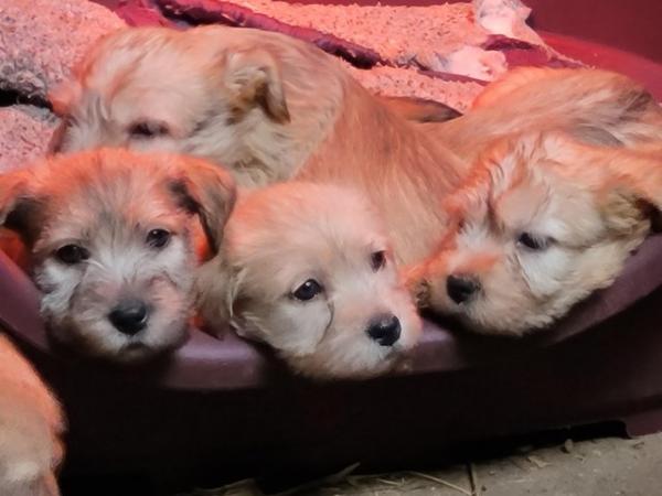 Image 4 of Glen of imaal terrier puppies