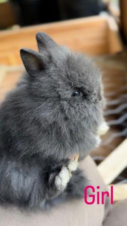 Image 12 of Teddy dwerg rabbits so pretty!
