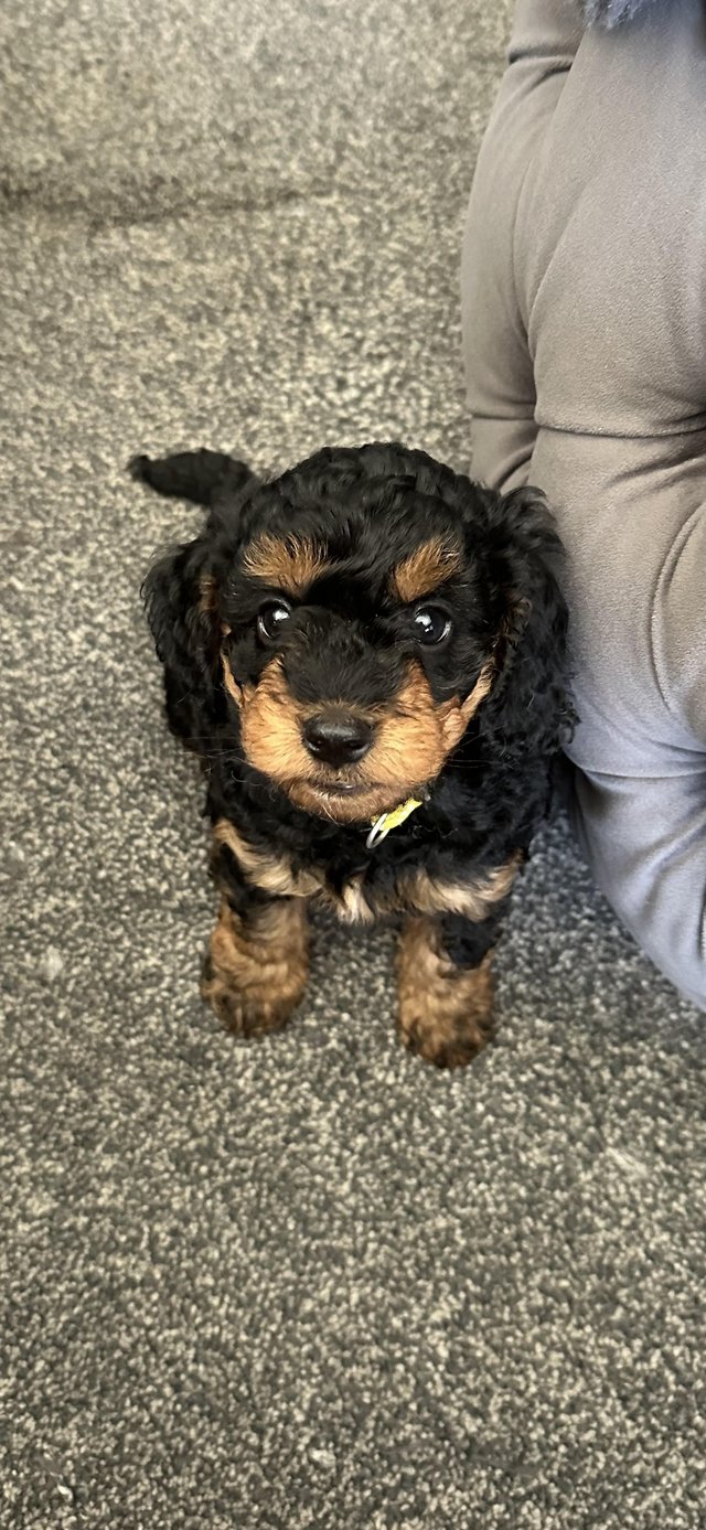 Preview of the first image of LAST 2 F1B little cockapoo puppys merle black.